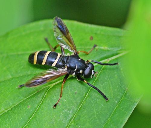 Temnostoma bombylans